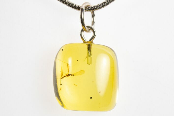 Polished Baltic Amber Pendant (Necklace) - Contains Crane Fly! #328492